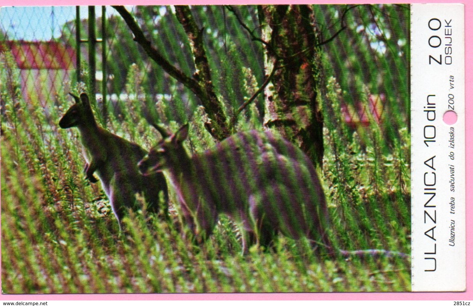 Ticket / Postcard - ZOO Garden -  Red-necked Kangaroo, Osijek, Yugoslavia - Tickets - Vouchers