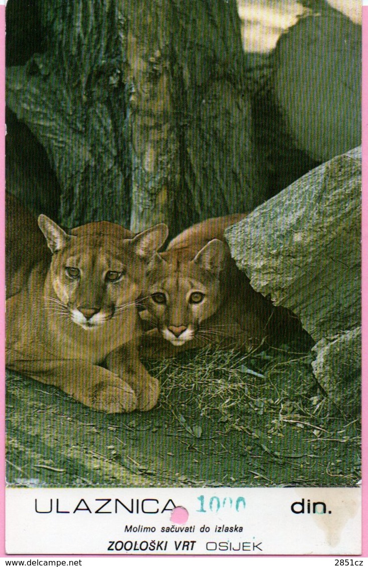 Ticket / Postcard - ZOO Garden -  Mountain Lion, Osijek, Yugoslavia - Tickets - Vouchers