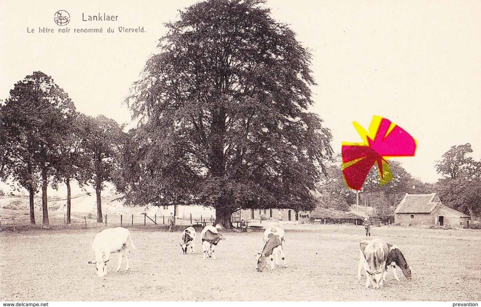 LANKLAER - Le Hêtre Noir Renommé Du Vlerveld - Dilsen-Stokkem