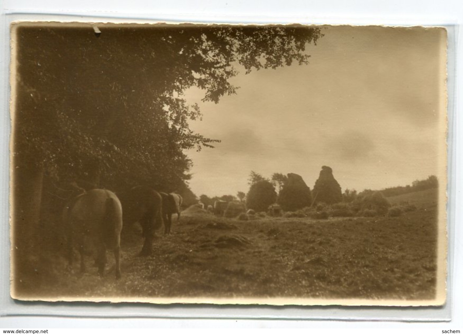 50 CARTE PHOTO Photog VERSCHUERE Cherbourg Campagne Foins Agriculture Chevaux  Pré      D02 2020 - Cherbourg