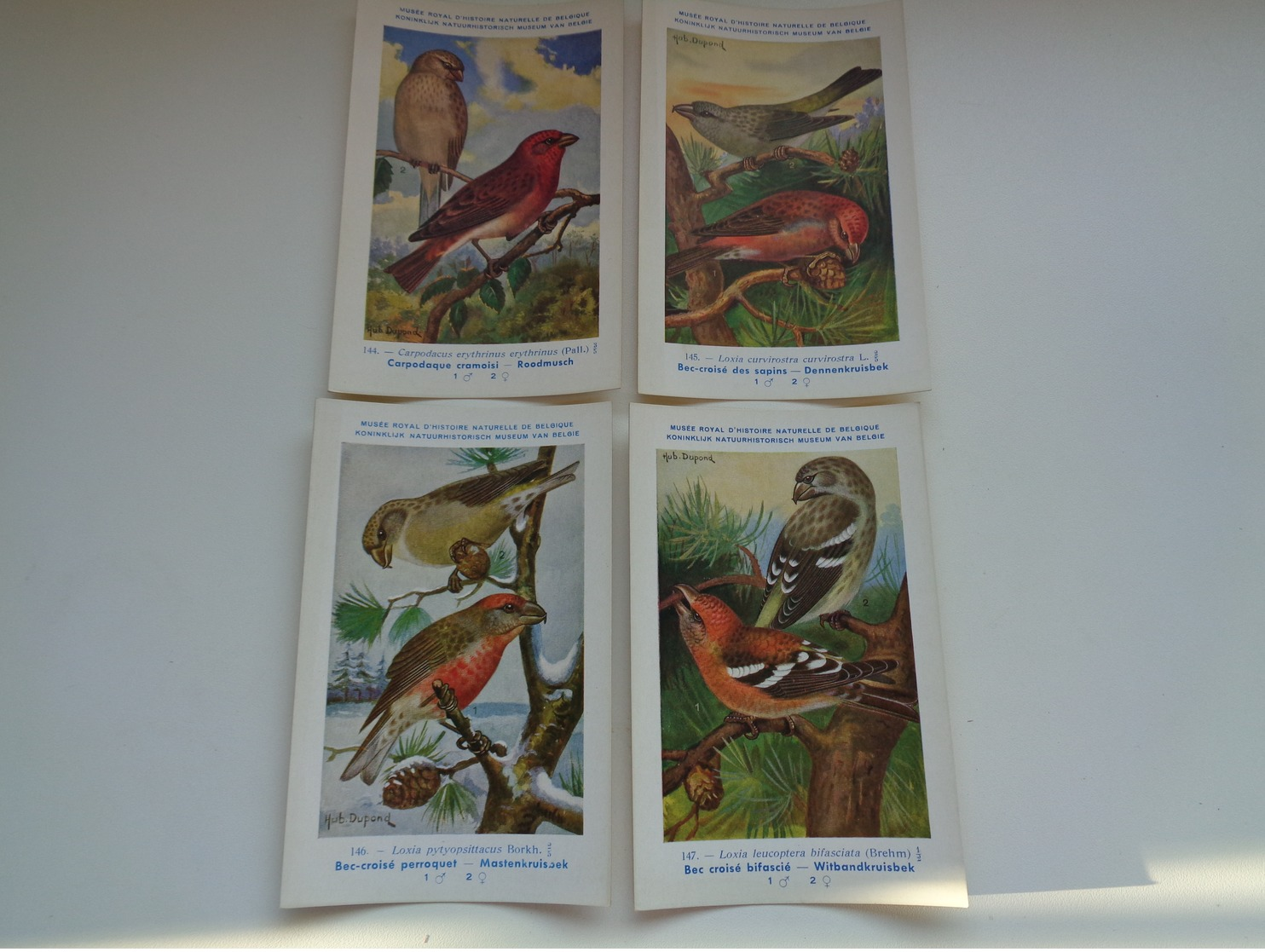 Beau Lot De 10 Cartes Postales Oiseaux  Oiseau  Illustrateur H.Dupond     Mooi Lot Van 10 Postkaarten Van Vogels  Vogel - 5 - 99 Cartoline