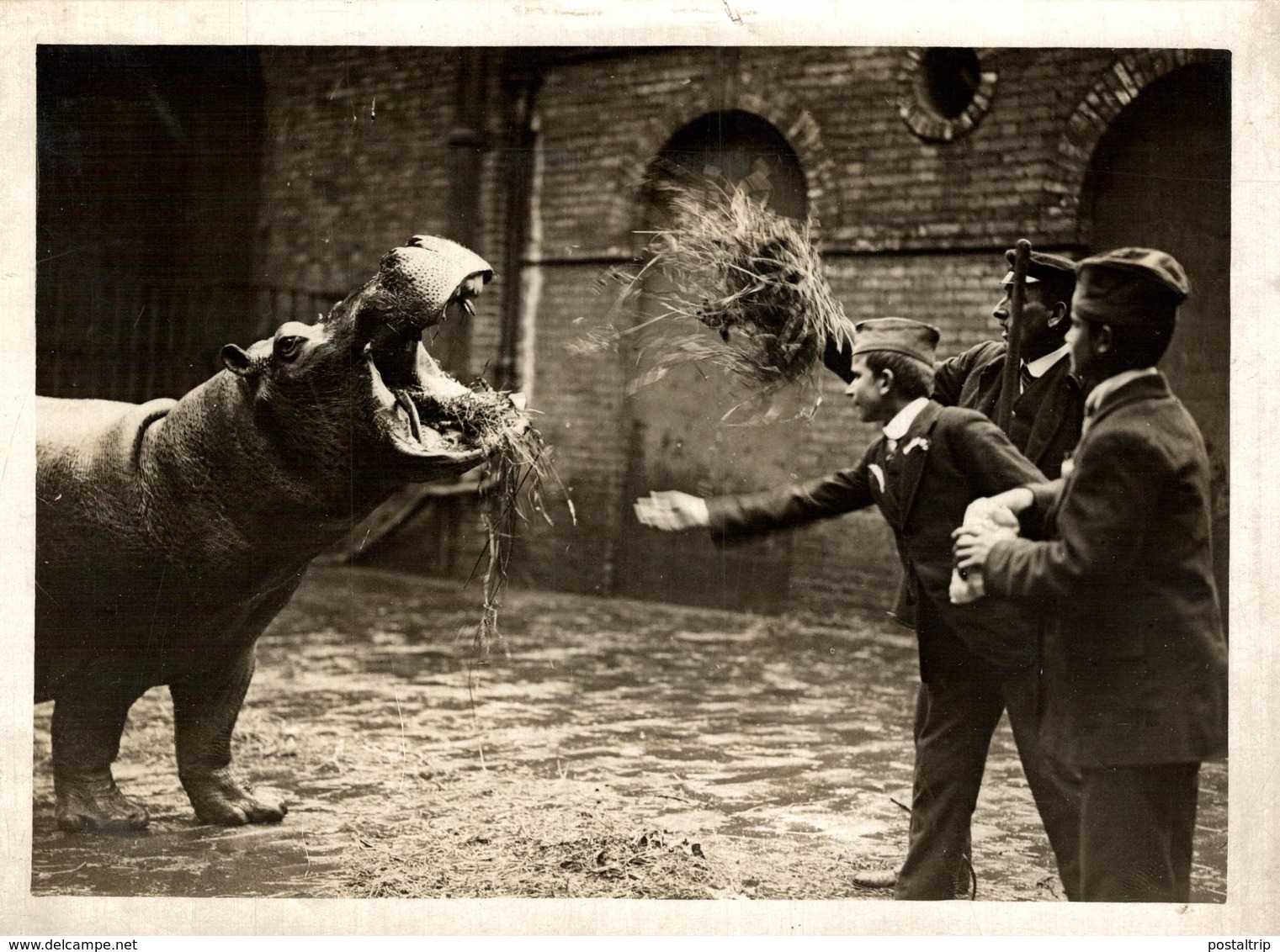 1916 NIJLPAARD HIPPOPOTAMO IN THE ZOO  21 *16CM Fonds Victor FORBIN 1864-1947 - Sin Clasificación