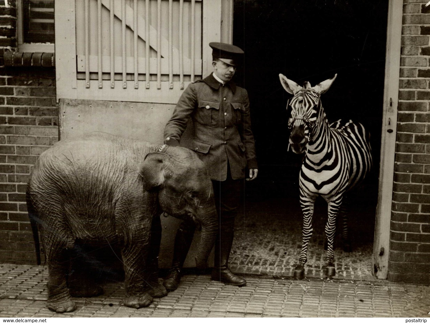 LONDON BABY JUMBO AT THE ZOO BABY ELEPHANT WITH ZEBRA 21 *16CM Fonds Victor FORBIN 1864-1947 - Sin Clasificación