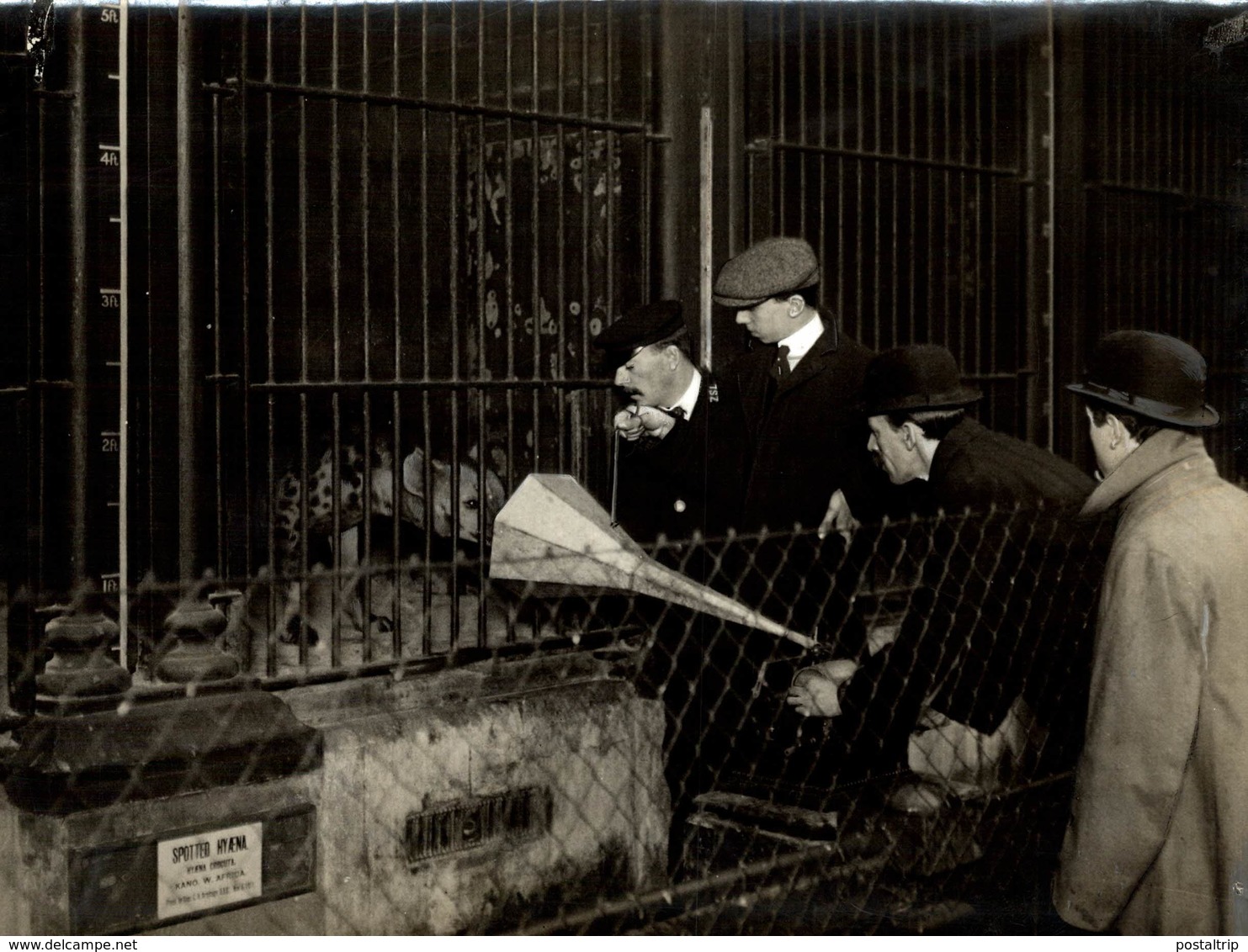 TRYING TO GET  GRAMOPHONE RECORD SPOTTED HYAENA AT THE ZOO  21 *16CM Fonds Victor FORBIN 1864-1947 - Zonder Classificatie