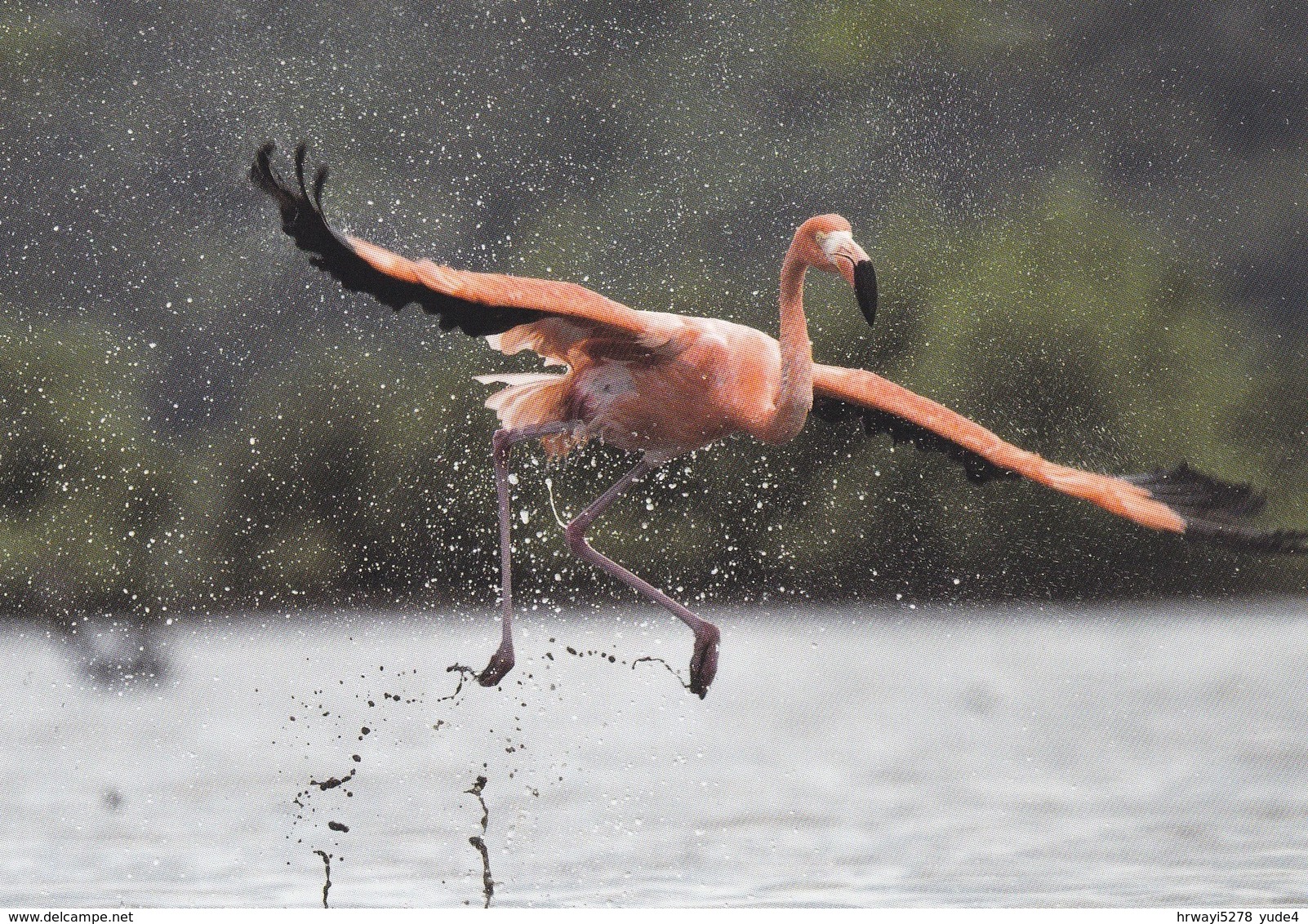 Postcard Dutch Caribic With Birds, Flamingos, Unused - Uccelli