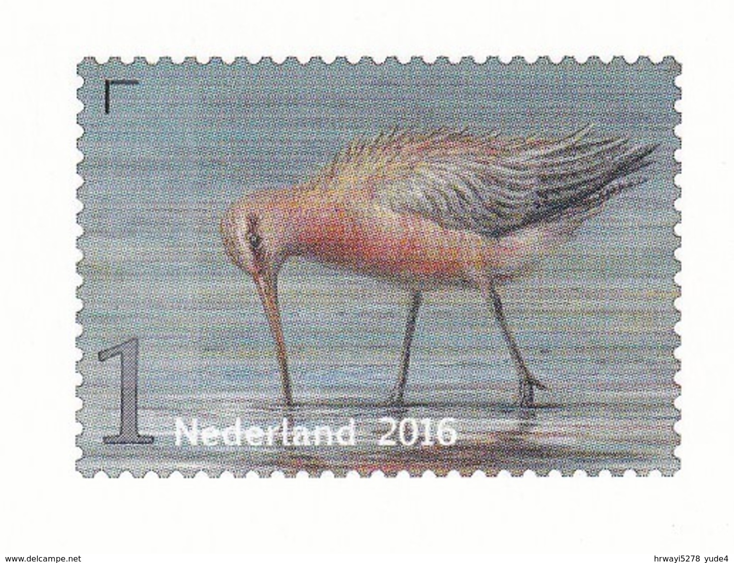 Postcard Netherlands With Bird, Unused - Oiseaux