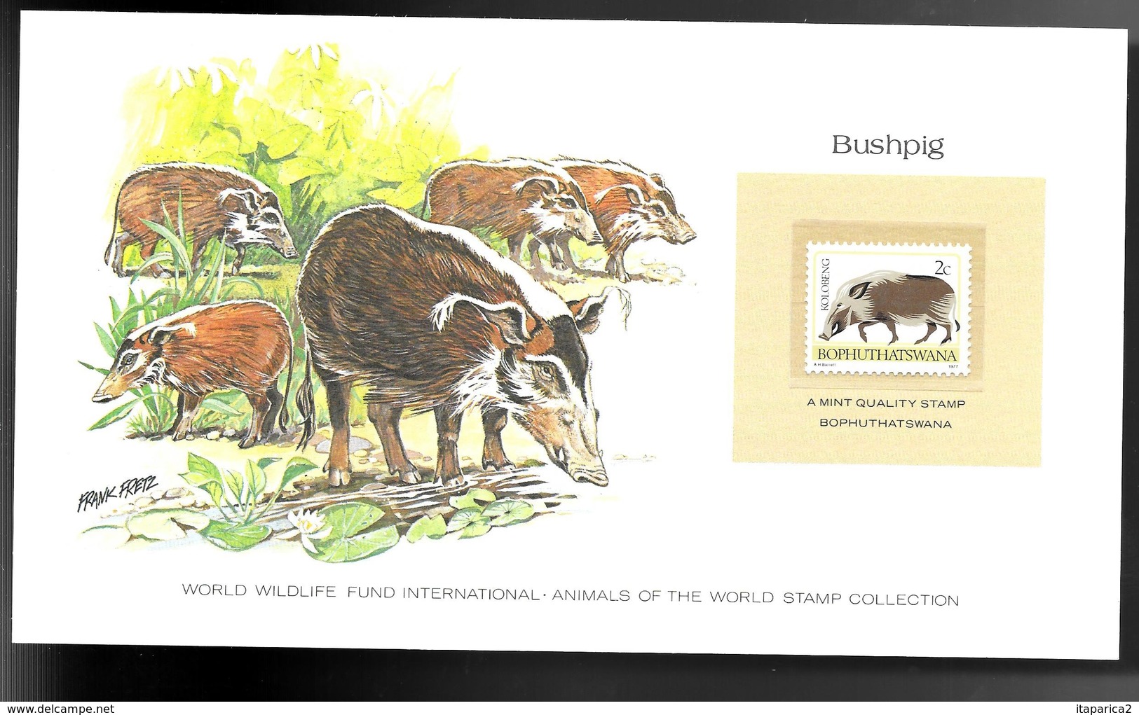 BOTSWANA 1977 SUPERBE CARTE COLECTION WWF BUSHPIG  POTAMOCHERE Avec Timbre Neuf **sans Charnière / MA06 - Botswana (1966-...)