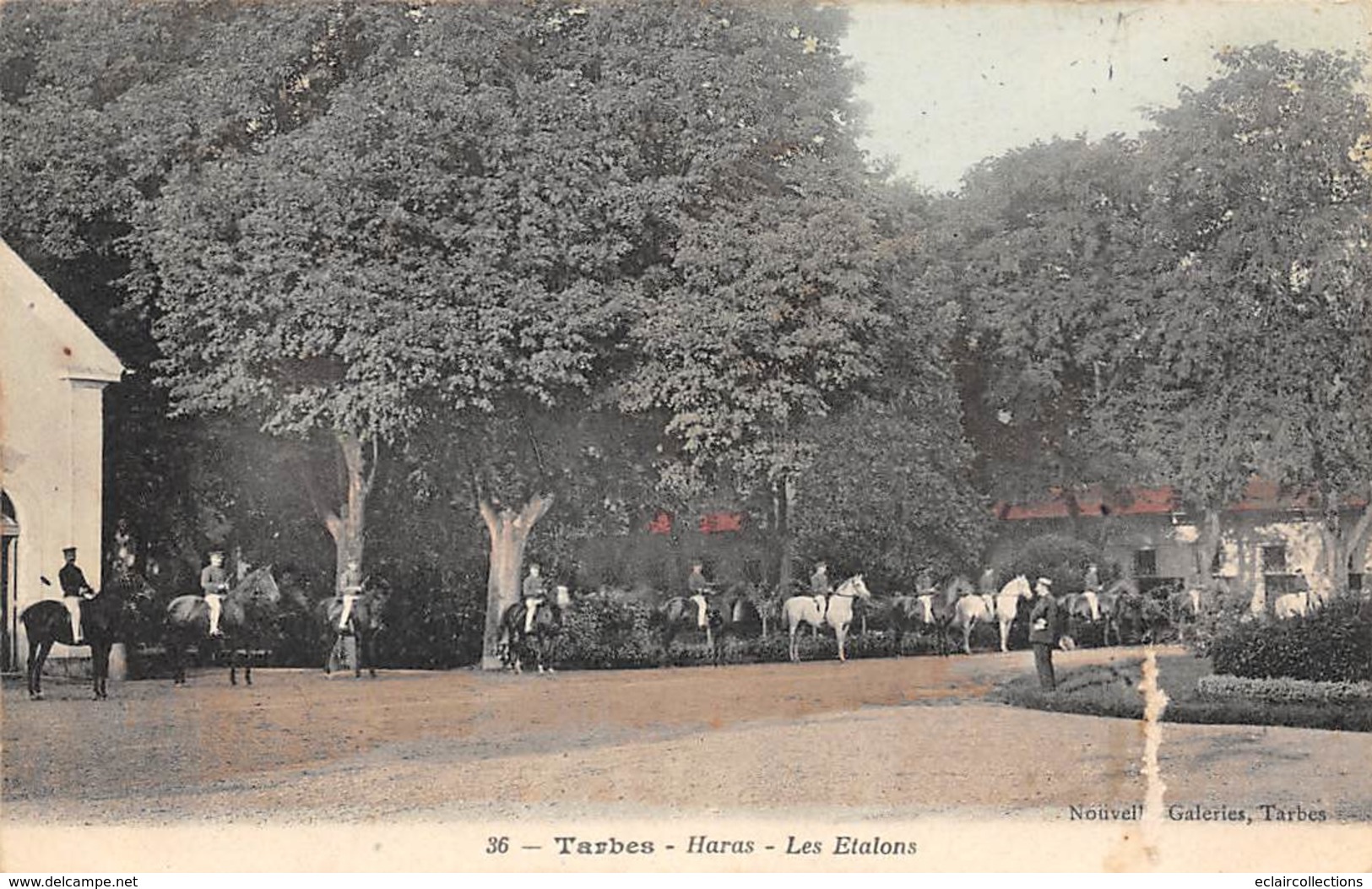 Tarbes          65         Le Haras. Les étalons        ( Grattée Côté Vue Voir Scan) - Tarbes