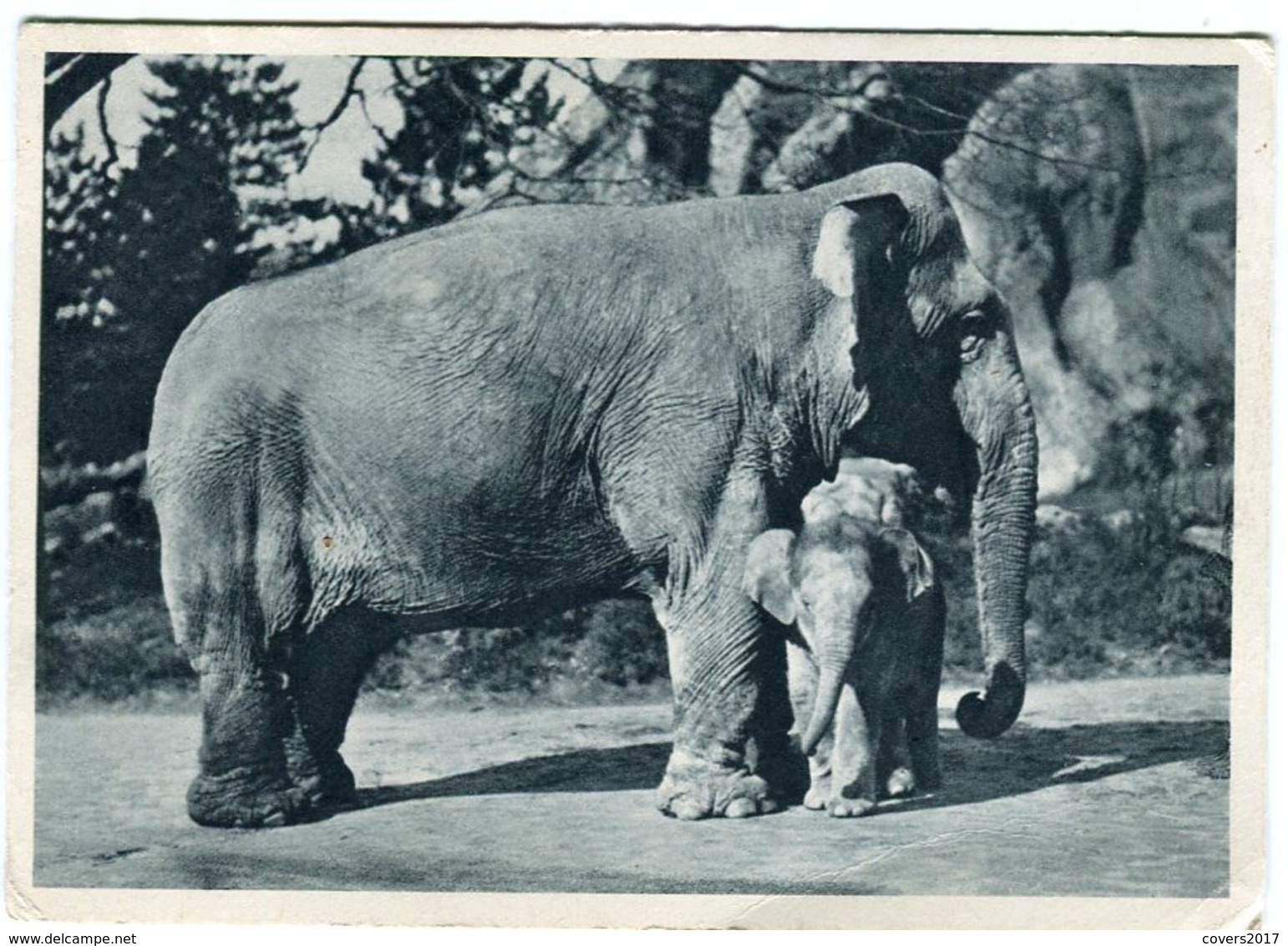 Vintage Postcard Elephant In Tierpark Altona-Stellingen Hamburg Unused - Wereld