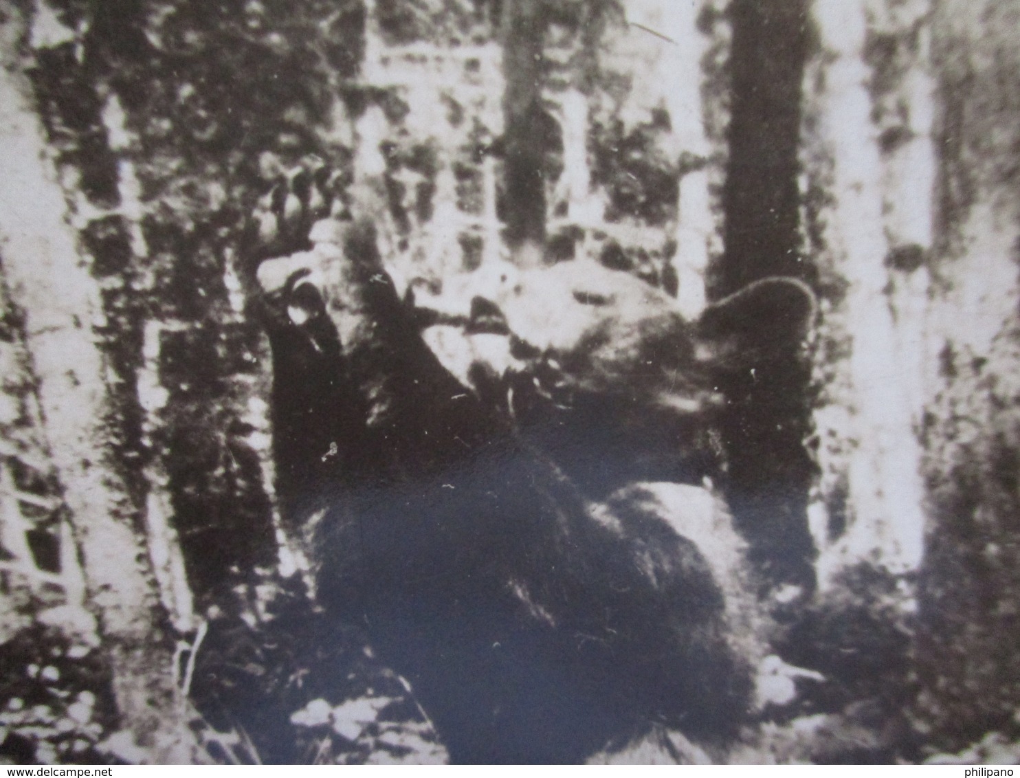 RPPC  Bear  Drinking From A Bottle  Minn. Ref 3843 - Bears