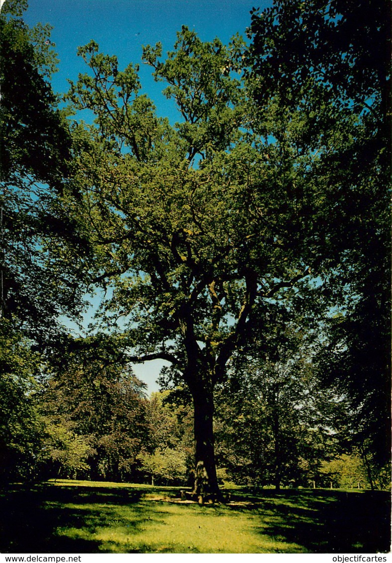 DORDOGNE CHATEAU DE HAUTEFORT  LE PARC LE VIEUX CHENE ET LE BANC TRIANGULAIRE(scan Recto-verso) KEVREN0451 - Other & Unclassified