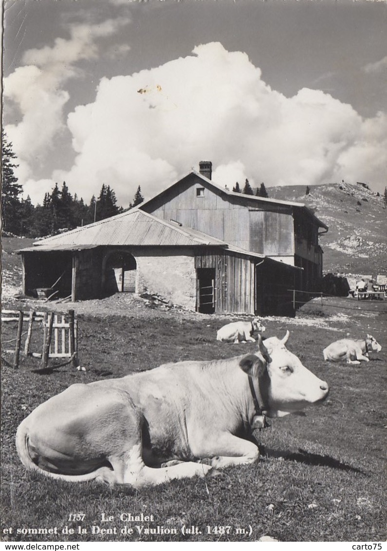 Suisse - Le Chalet Et Sommet De La Dent De Vaulion - Agriculture Ferme Vaches - Editeur Deriaz - Vaulion