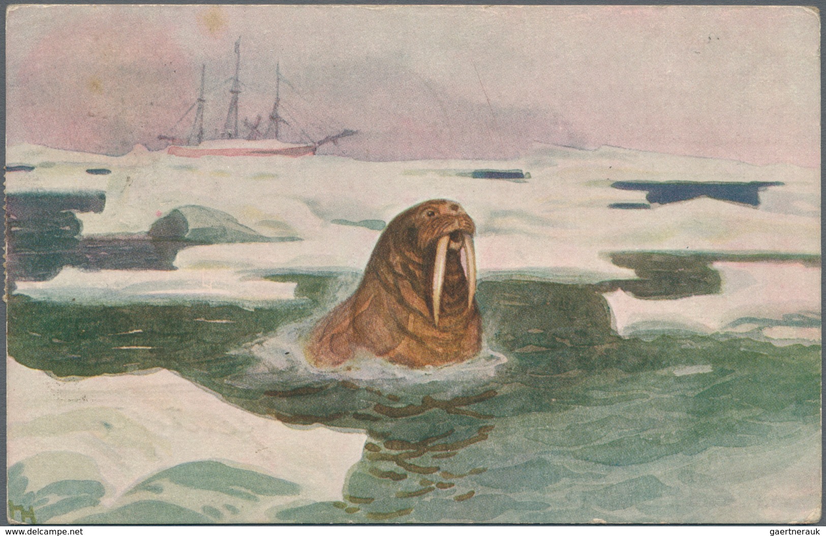 Thematik: Arktis / Arctic: 1924/1926, POLHAVET, "FRAM" Ppc "Walrus" Bearing Norway 5ö. Green (faults - Sonstige & Ohne Zuordnung