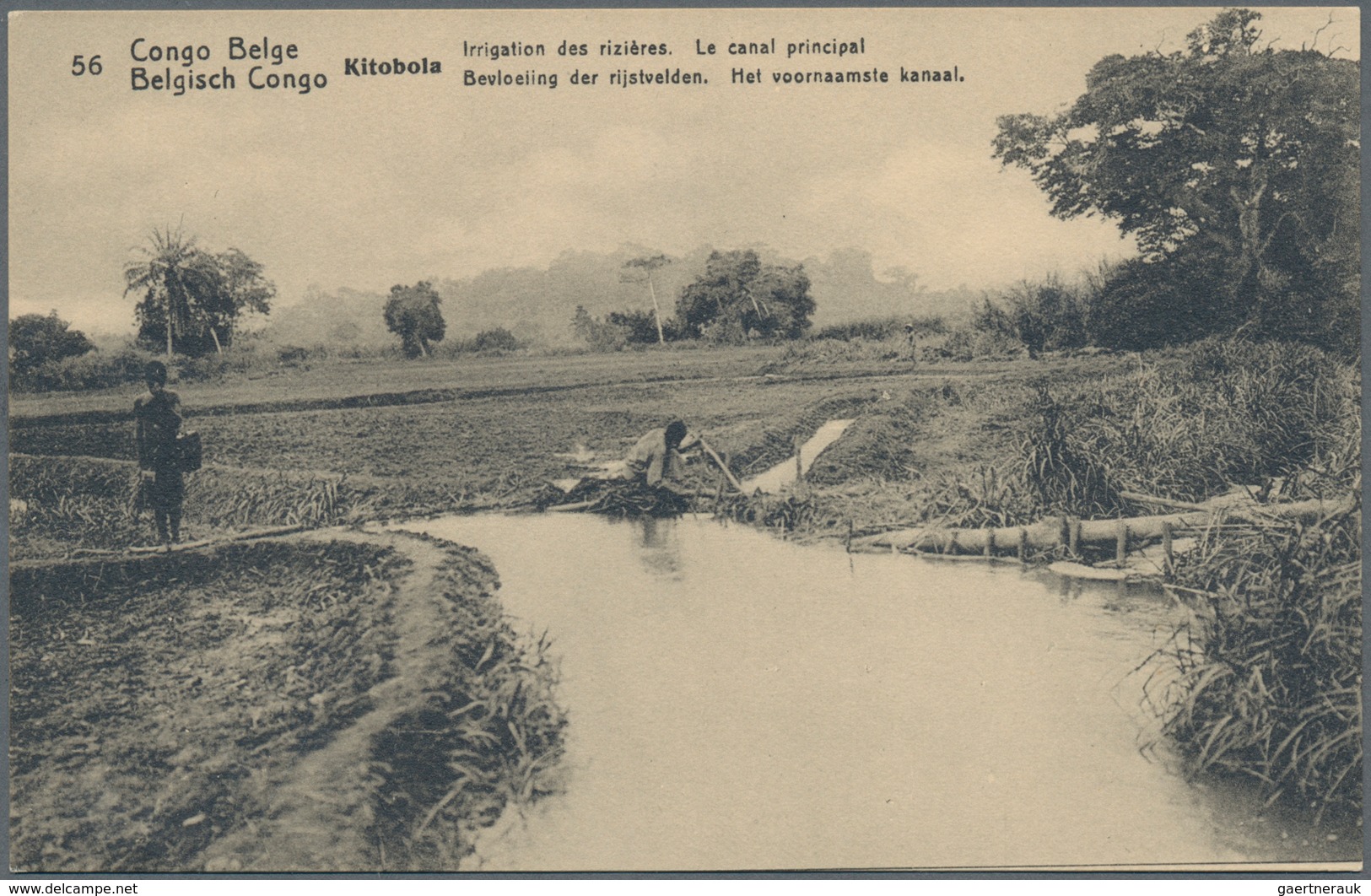 Belgisch-Kongo: 1912, Two Different Pictorial Stat. Postcards With Palm Tree 5c. Green (pict. 56 - K - Other & Unclassified