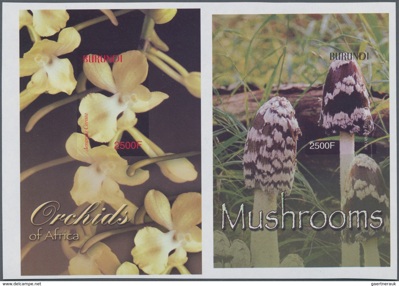 Burundi: 2004, Two Miniature Sheets Orchids 2.500fr. 'Aerangis Citrata' And Mushrooms 2.500fr. 'Copr - Used Stamps