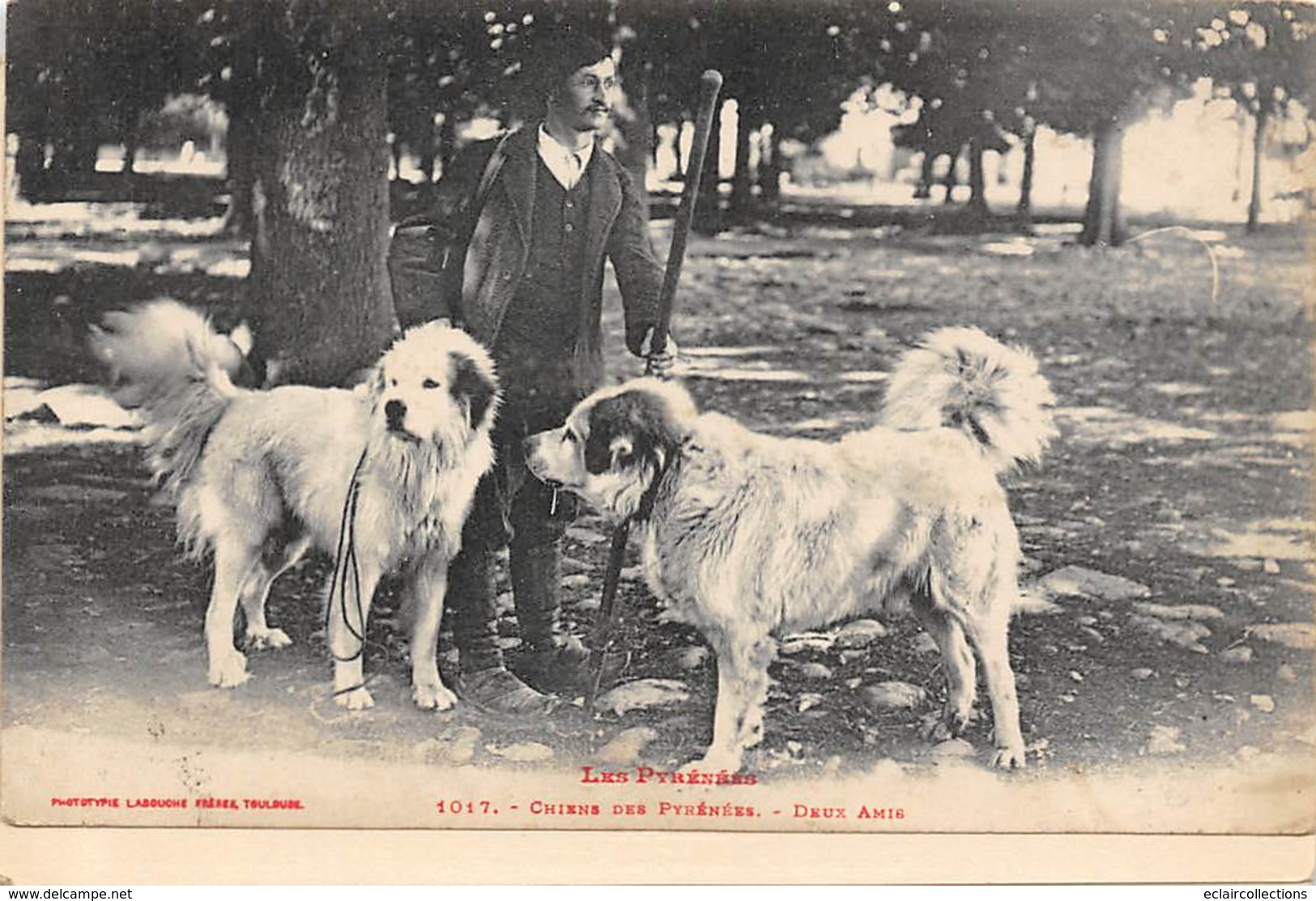 Non Localisé          65          Chiens Des Pyrénées. 2 Amis     (Décollée Voir Scan) - Andere & Zonder Classificatie