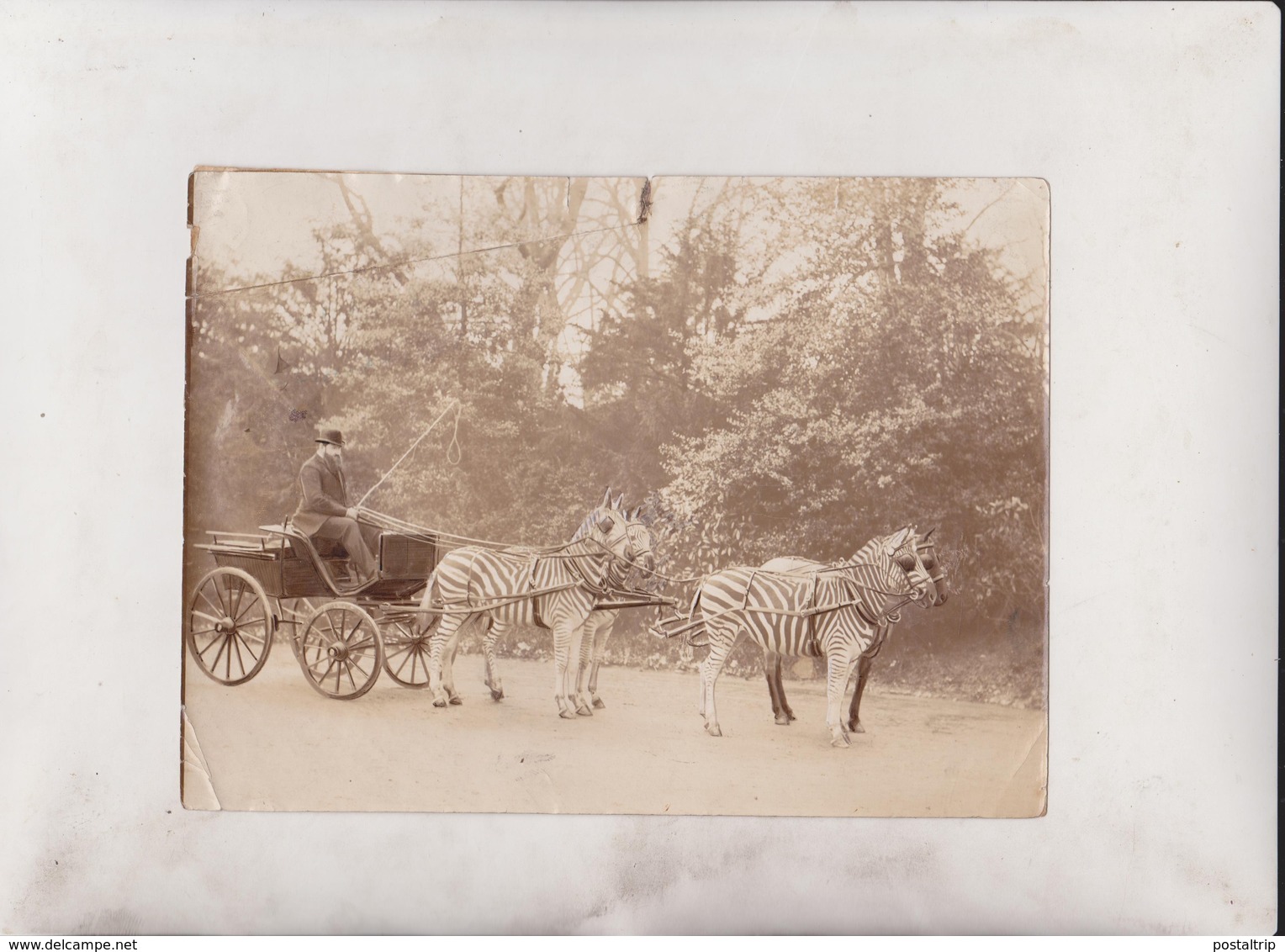 CARRIAGE ZEBRA MR WALKER ROTHSCHILD  20*15CM Fonds Victor FORBIN 1864-1947 - Unclassified