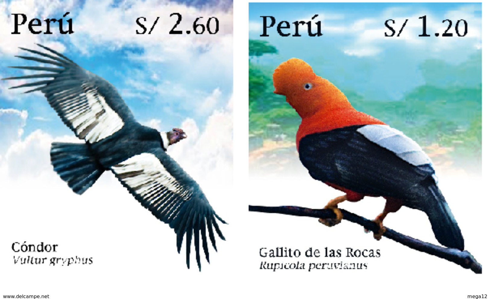 Peru 2020 Birds, Condor & Cocks-of-the-rock - Perù