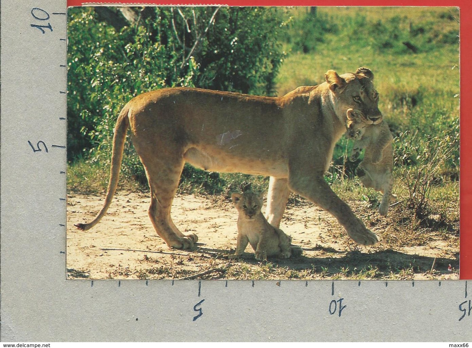 CARTOLINA VG KENIA - African Wildlife - Lions - 10 X 15 - 1982 - Kenia