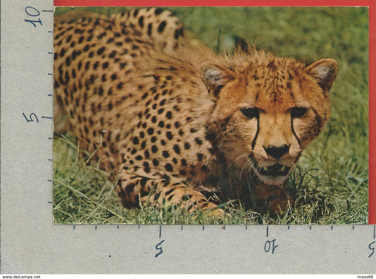 CARTOLINA VG KENIA - African Wildlife - Cheetah - 10 X 15 - 1983 - Kenia