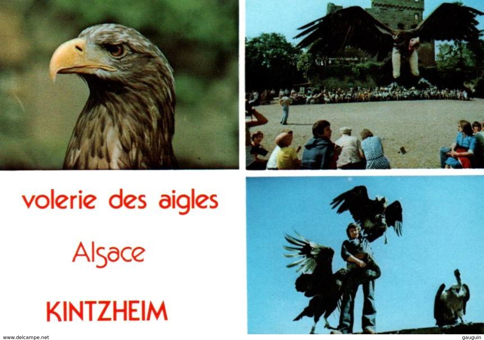 CPM - VOLERIE DES AIGLES - CHÂTEAU KINTZHEIM (67) - SPECTACLE ... - Birds
