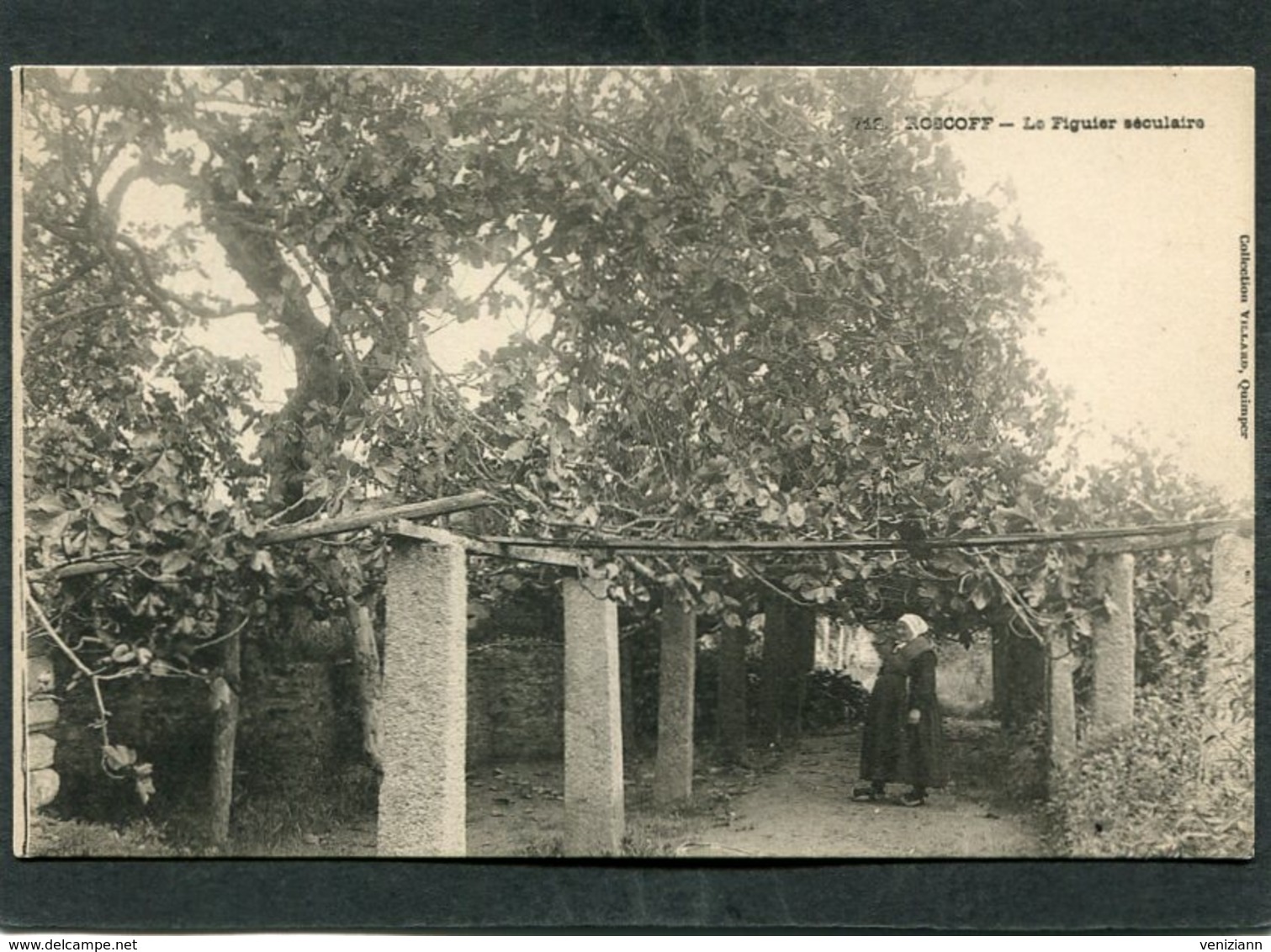 CPA - Karten Bost - ROSCOFF - Le Figuier Séculaire, Animé  (dos Non Divisé) - Roscoff