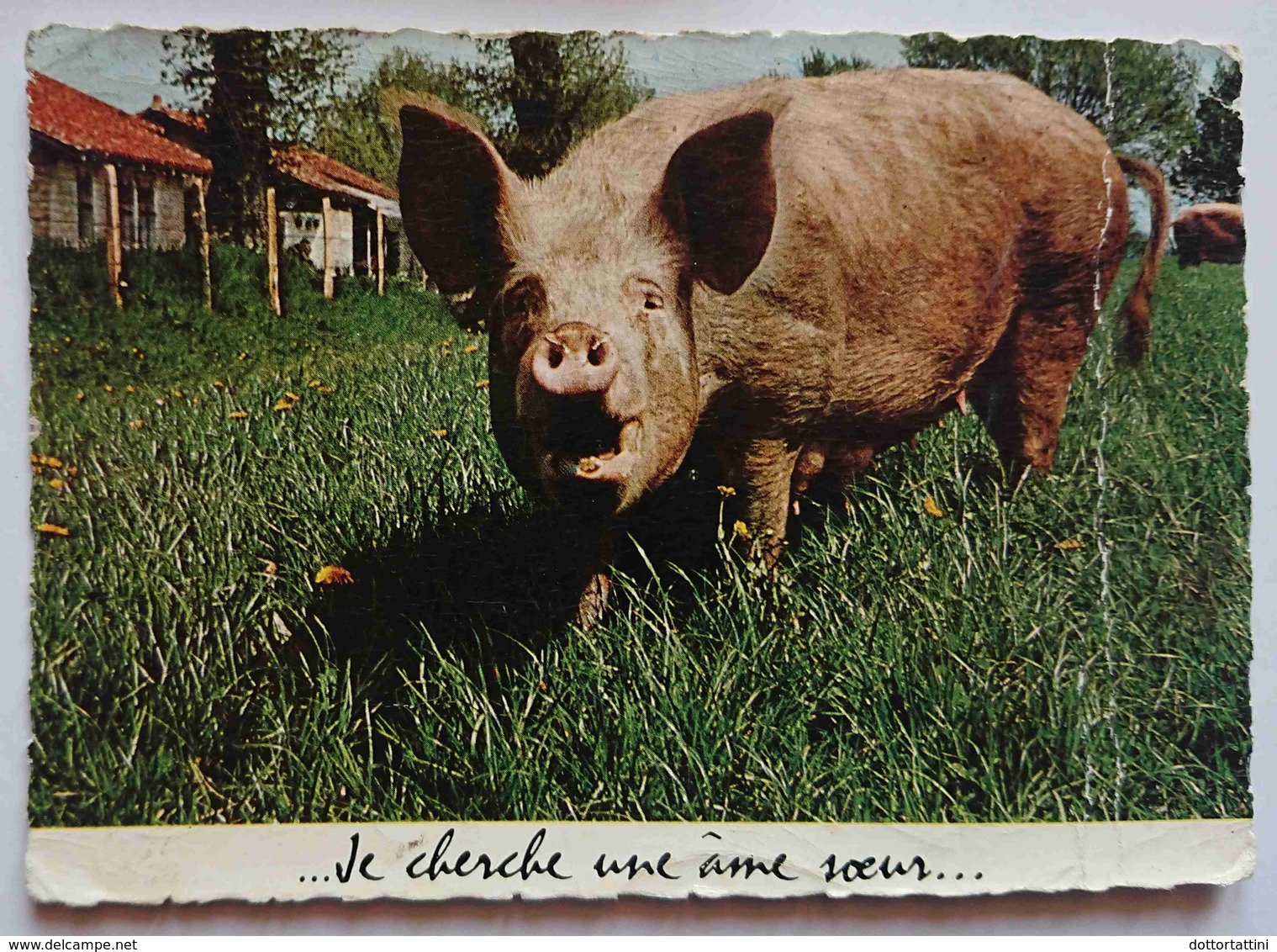 JE CHERCHE UNE AME SOEUR - Maiale, Pig, Porc, Pork, Schwein  - Vg - Cerdos