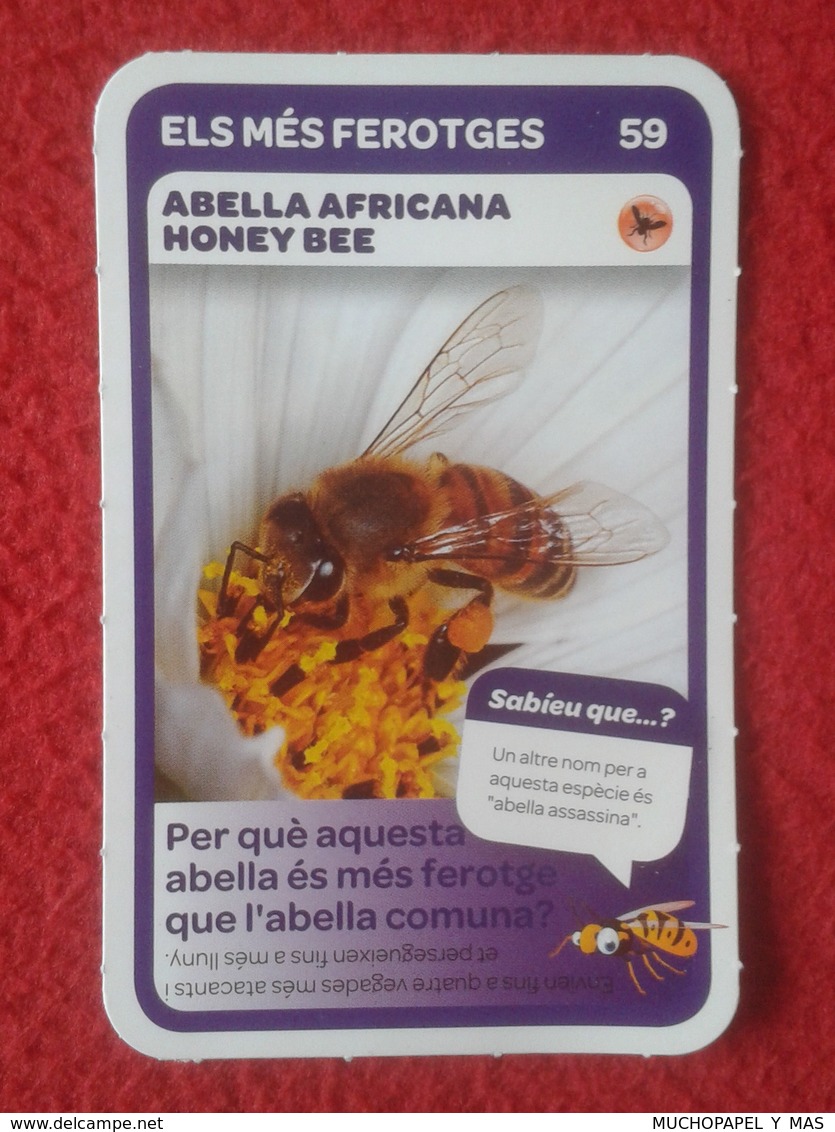 SPAIN CROMO COLLECTIBLE CARD COLECCIÓN SUPER ANIMALS CONDIS ZOO BARCELONA ABEJA ABELLA AFRICANA HONEY BEE ABEILLE VER... - Otros & Sin Clasificación