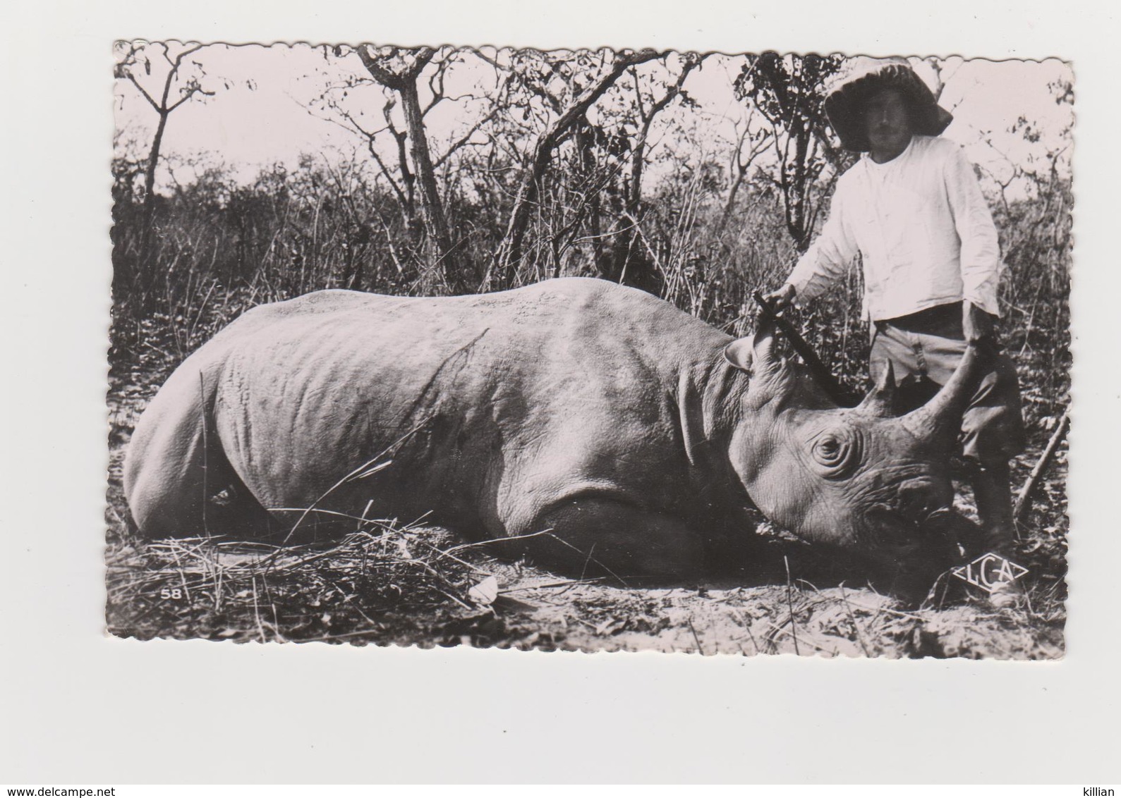 Cameroun Rhinocéros Tué - Cameroun