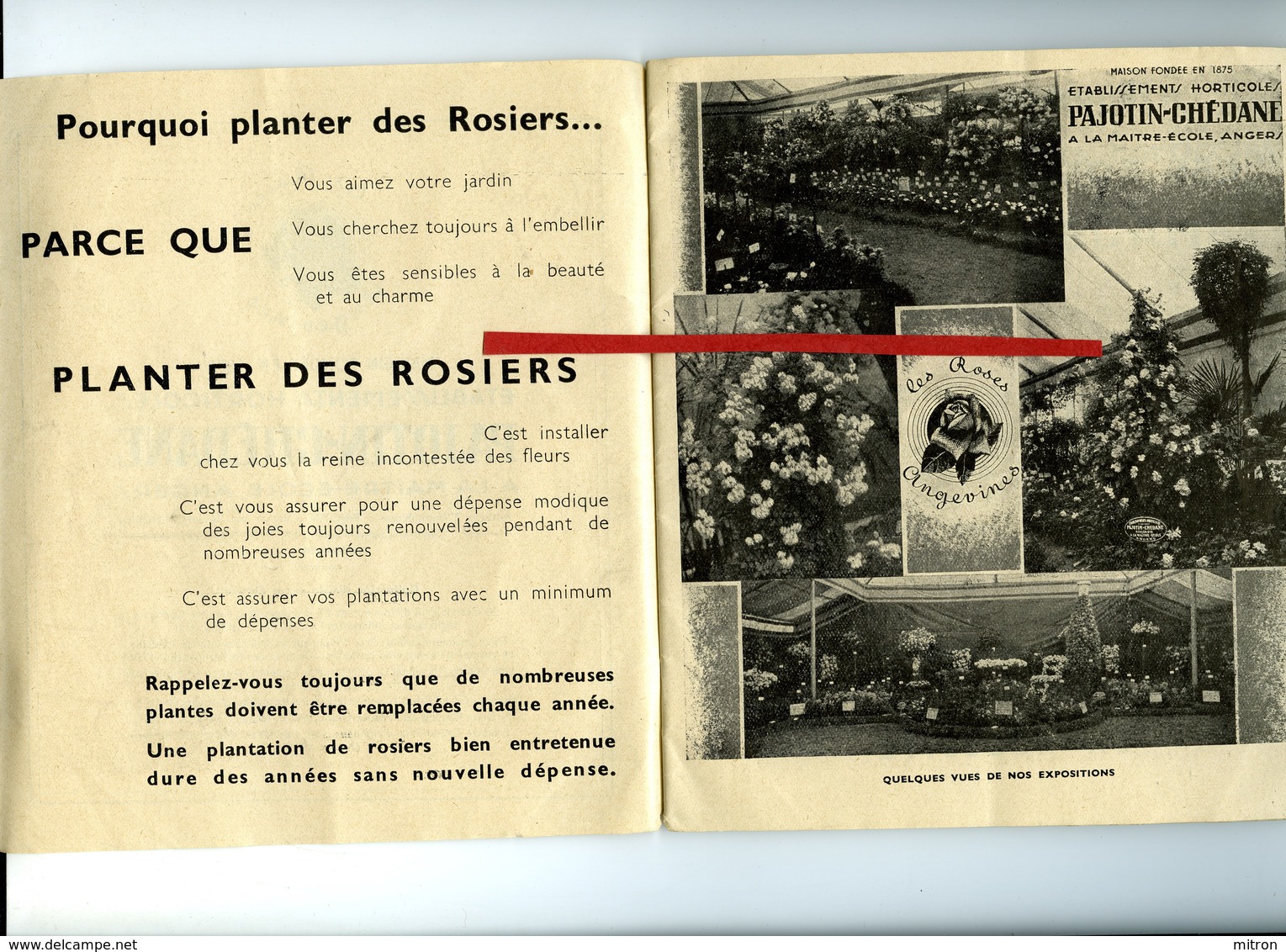 LES ROSES ANGEVINES Etablissements Horticoles PAJOTIN-CHEDANE, à La Maitre-école, Angers. - Jardinage