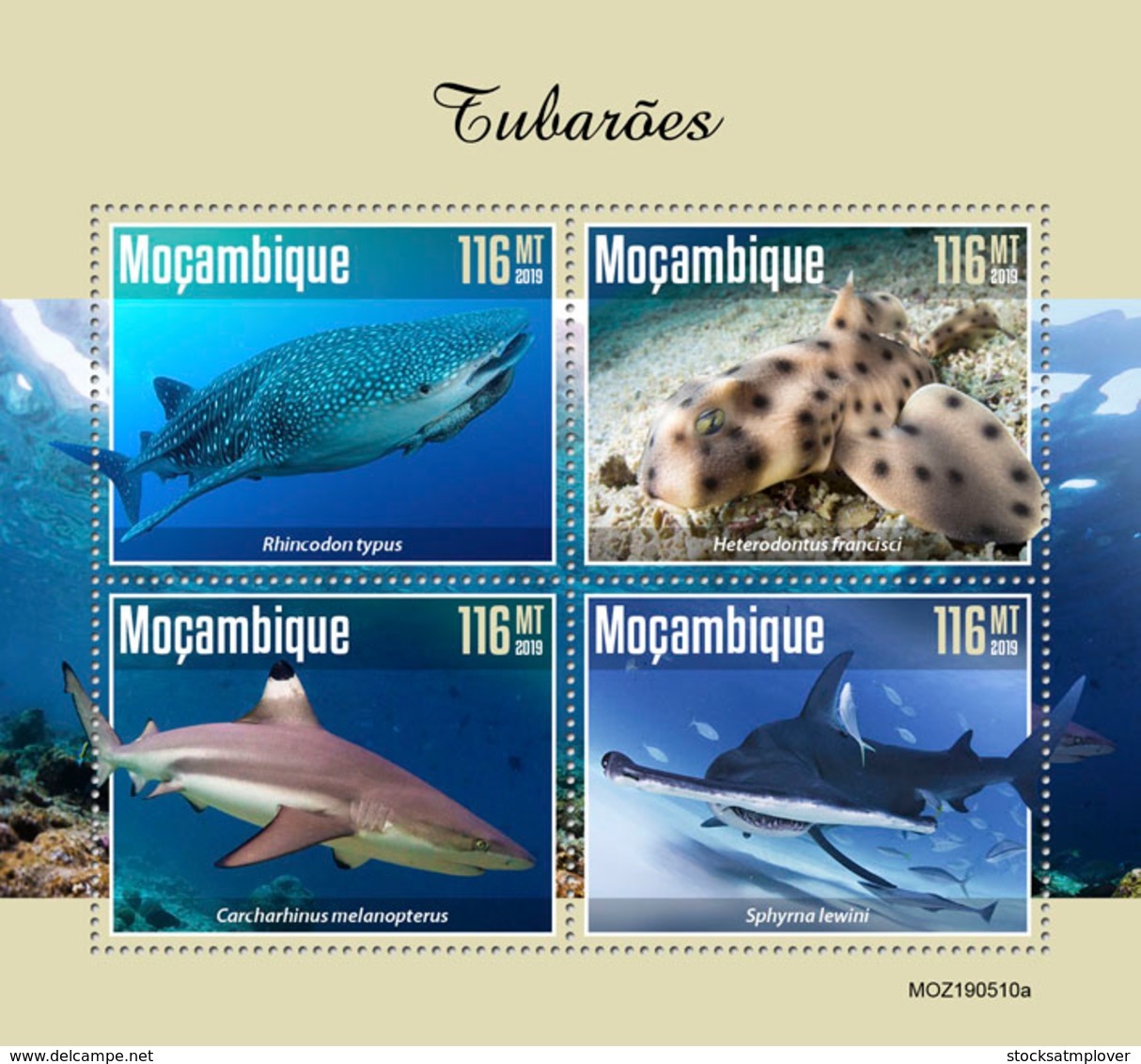 Mozambique 2019  Fauna Sharks   S201910 - Mozambique