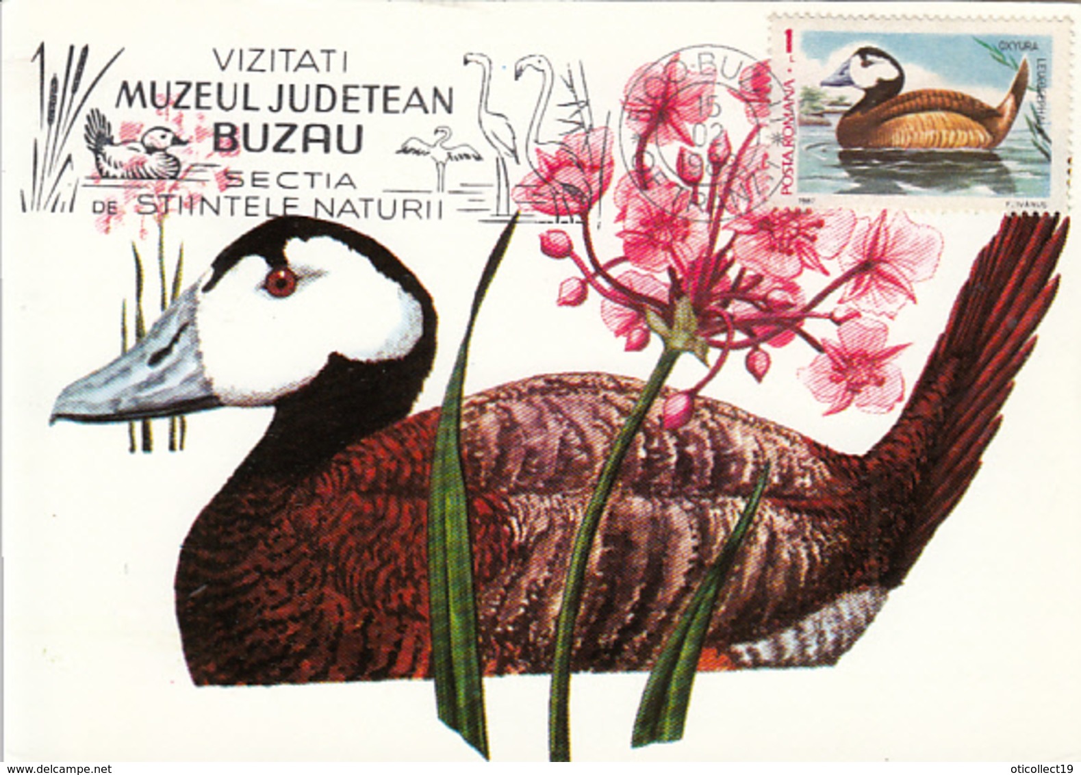 BIRDS, WHITE HEADED DUCK, MAXIMUM CARD, 1989, ROMANIA - Canards