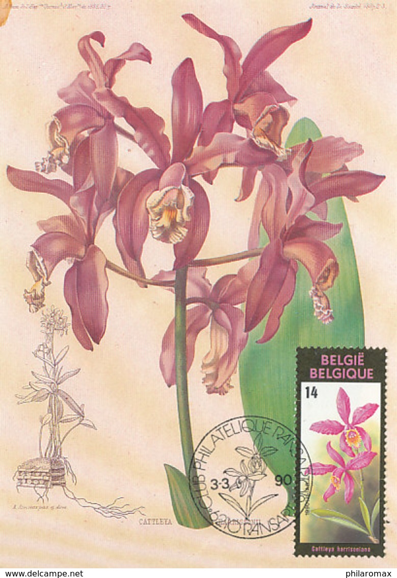 D38795 CARTE MAXIMUM CARD 1990 BELGIUM - ORCHID CATTLEYA CP ORIGINAL - Orchids