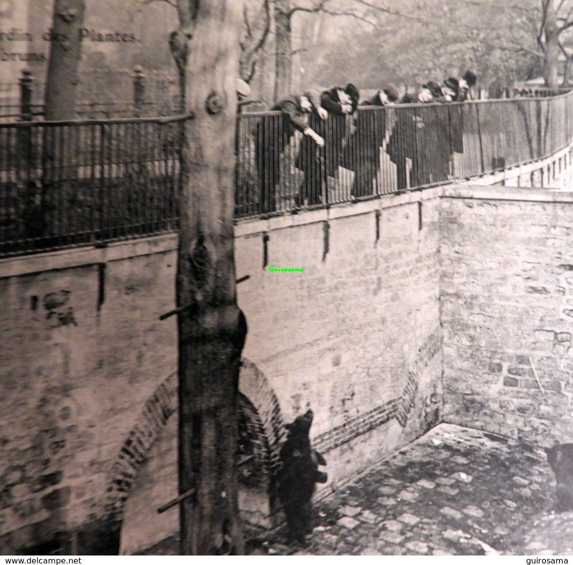 Paris - Au Jardin Des Plantes : Les Ours Bruns - Bears