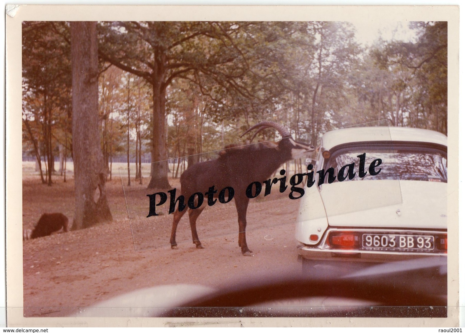 Photo Originale - Autos Voitures Automobiles Cars - Citroën DS - Thoiry En 1971 - Automobiles