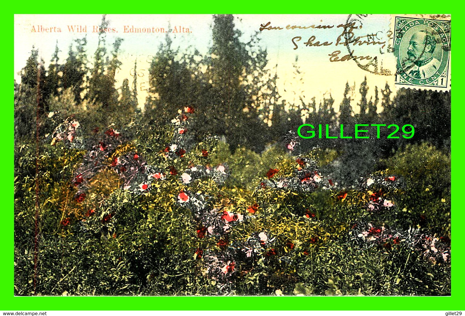 EDMONTON, ALBERTA - ALBERTA WILD ROSES - TRAVEL IN 1906 - M. I. CO - - Edmonton