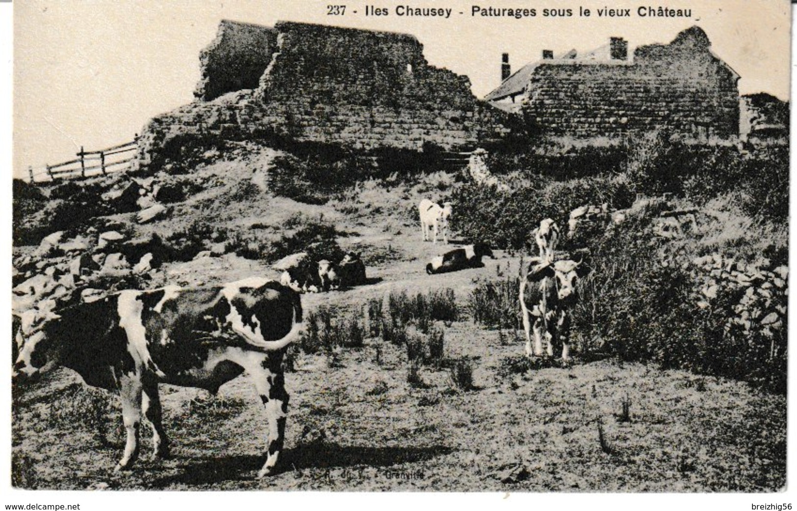 Manche ILES CHAUSEY Paturages Sous Le Vieux Château (troupeau De Vaches) - Autres & Non Classés