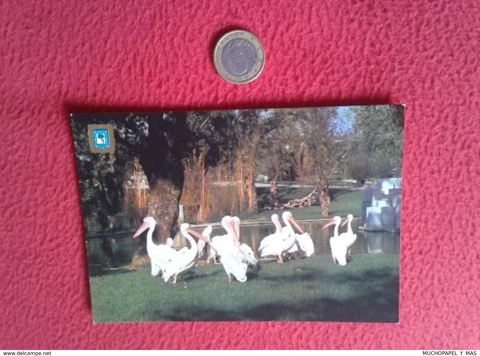 SPAIN TARJETA POSTAL POST CARD MADRID FISA ESCUDO DE ORO ZOO CASA CAMPO PARQUE ZOOLÓGICO ZOOLOGIQUE PELICANOS PELICANS.. - Otros & Sin Clasificación