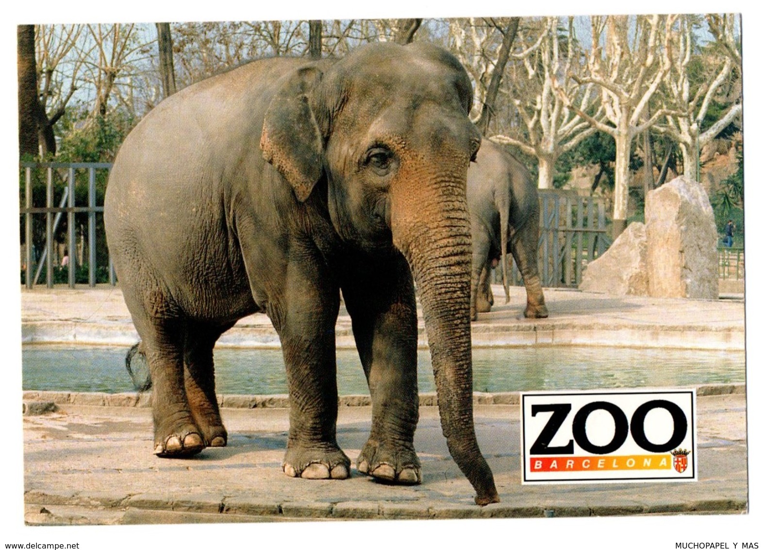 POSTAL POST CARD PARQUE ZOOLÓGICO ZOO DE BARCELONA ELEPHANT ÉLÉPHANT ELEFANT INDIAN ASIÁTICO ASIA PARK PARC ZOOLOGIQUE.. - Scimmie