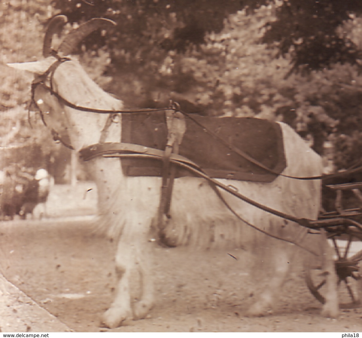 BOUC  ATTELE A UNE VOITURETTE OU SE TIENT UN ENFANT Jeune Fille CARTE PHOTO - Photographie