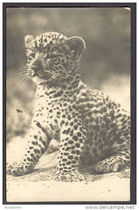 Namibia Vorläufer South West Africa Cheetah Cub Echte Real Photo Véritable WINDHOEK 1926 SWAKOPMUND (Arr. Cds.) - Namibia