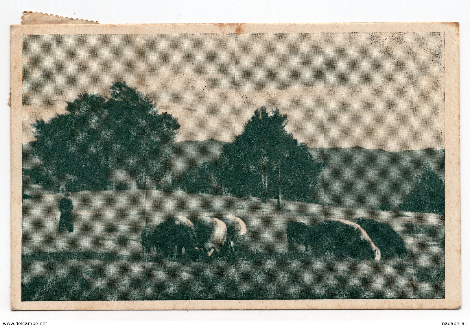 1949 YUGOSLAVIA, SLOVENIA, SHEEP ON KALŠKI PLATEAU, LJUBLJANA TO BELGRADE, ILLUSTRATED POSTCARD, USED - Yugoslavia