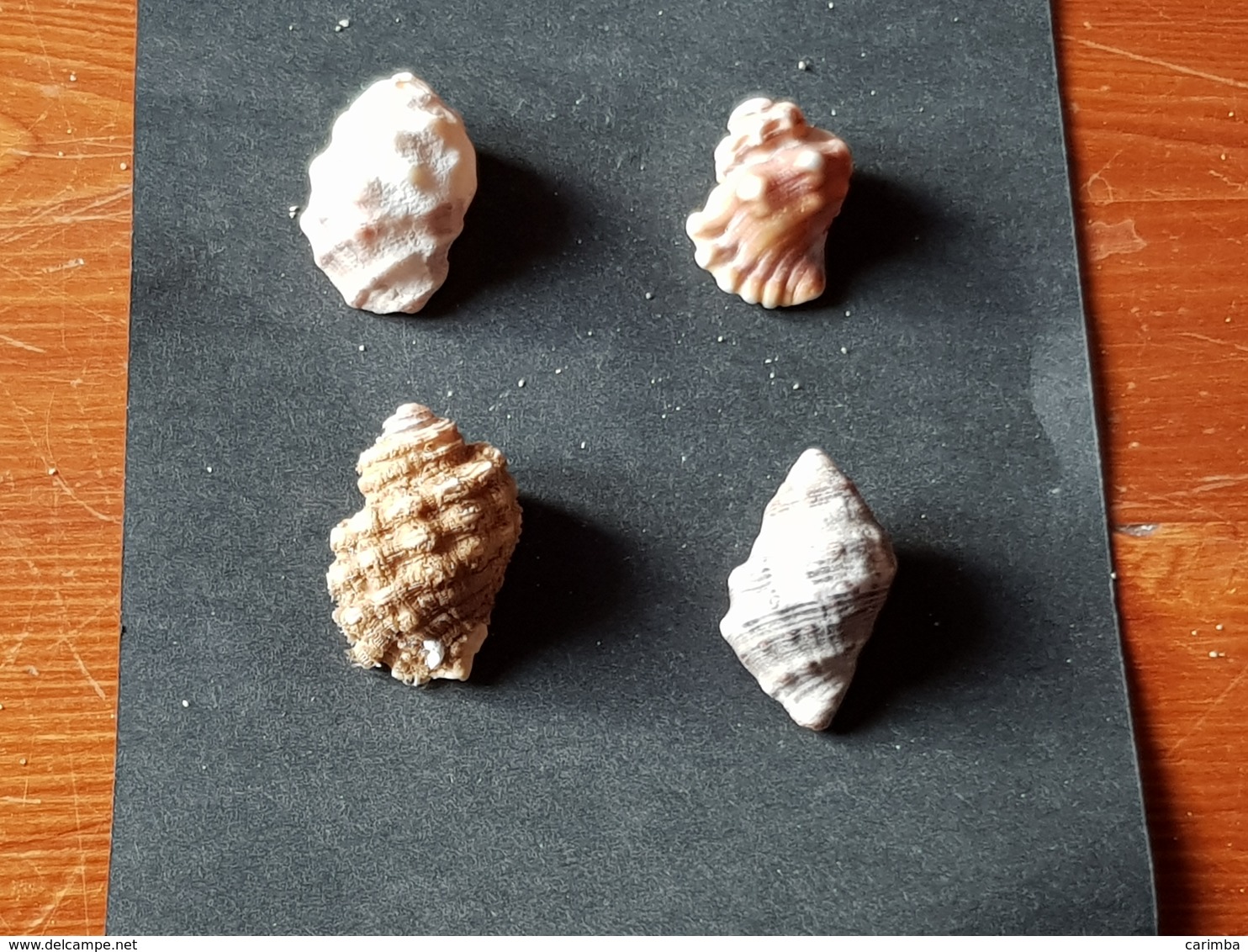 Marocco 4 Pz Da Mm.30 - Seashells & Snail-shells