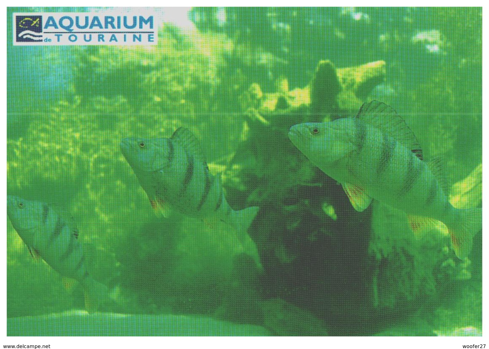 ANIMAUX POISSONS AQUARIUM DE TOURAINE , Perches - Pescados Y Crustáceos