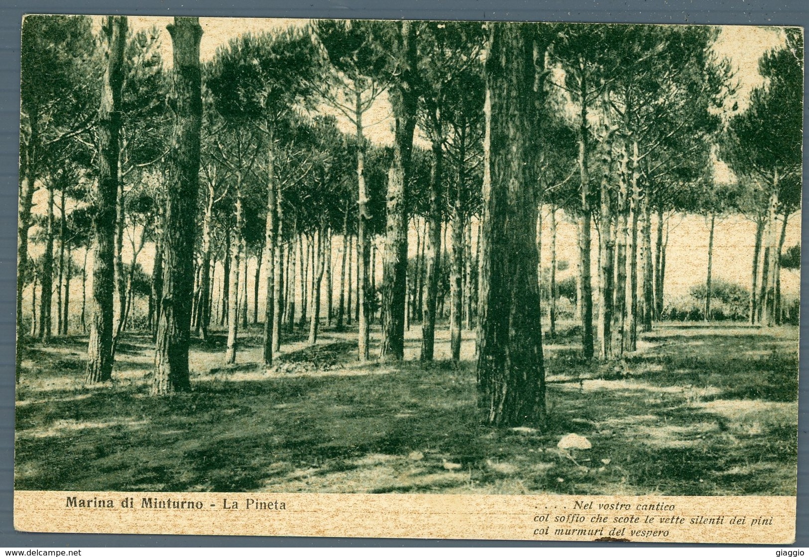 °°° Cartolina - Marina Di Minturno La Pineta Viaggiata °°° - Latina