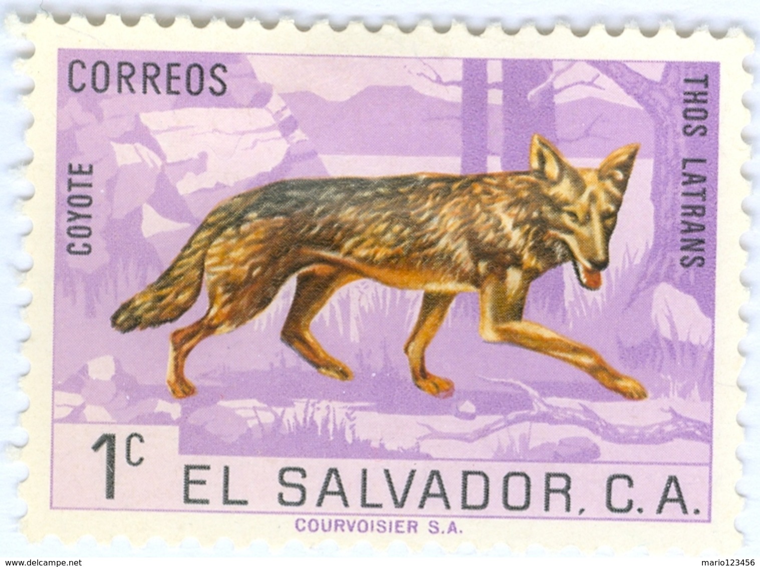 EL SALVADOR, FAUNA, ANIMALI, COYOTE, 1963, 1 C., FRANCOBOLLO NUOVO (MLH*)   Mi:SV 856, Scott:SV 738, Yt:SV 686 - Benin – Dahomey (1960-...)