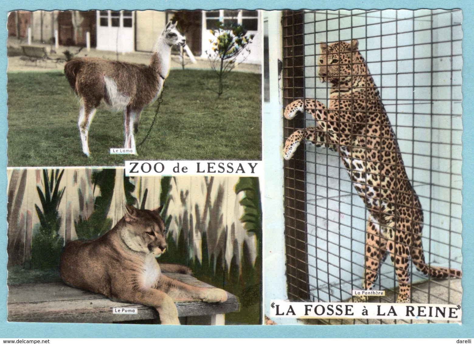 CP 50 - Lessay - Zoo De Lessay La Fosse à La Reine  - Multivues : Le Lama, Le Puma, La Panthère - Other & Unclassified