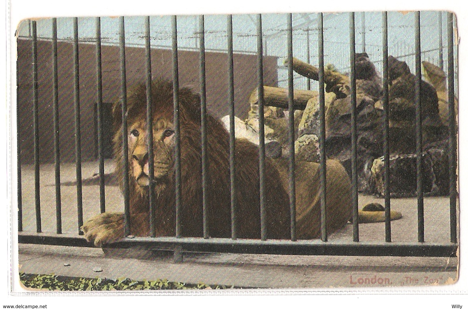AN 513  , OLD FANTASY CARD,  LIONS And TIGERS, ZOO Of LONDON - Leones