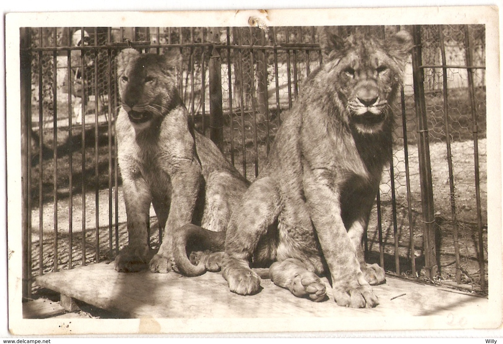 AN 517  , OLD FANTASY CARD,  LIONS And TIGERS, Parc Zoologique  , VINCENNES - Leones