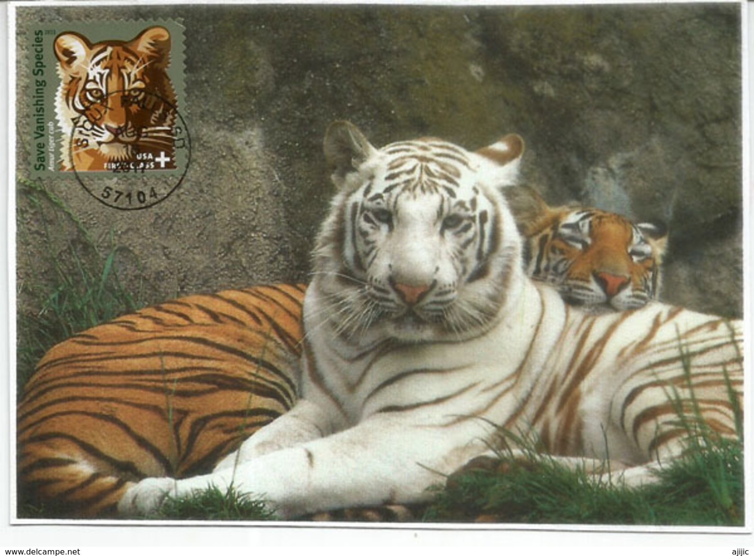 Amur Tiger & White Tiger (Save Vanishing Species) WWF. Maximum-card USA - Raubkatzen